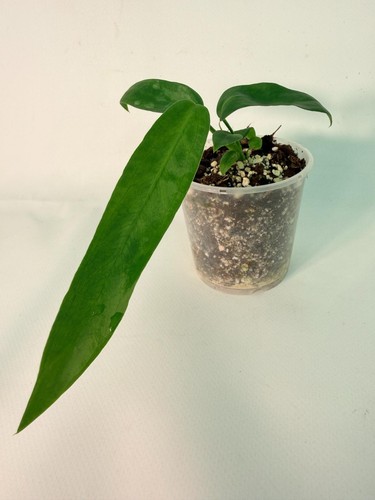 Anthurium pallidiflorum - anthurium,
