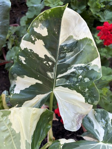 Alocasia macrorrhiza - ,