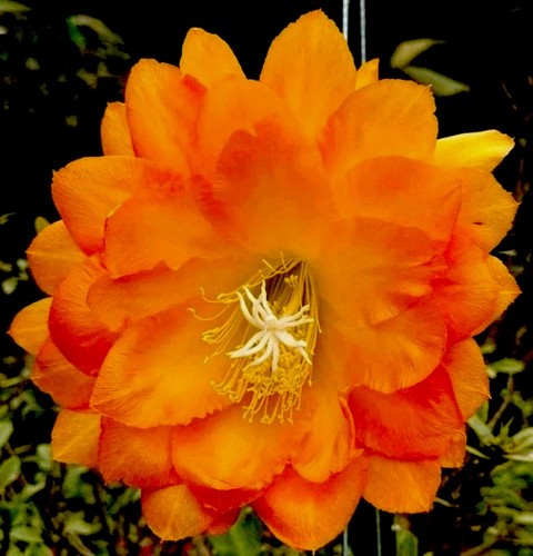Epiphyllum spiced takuan - epiphyllum, "spiced