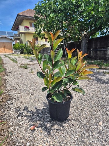 Photinia red robin fotinia - red,