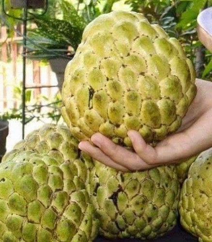 200 semi annona squamosa - semi,