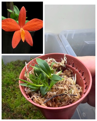 Orchidea sophronitis miniata - orchidea,