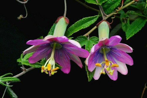 Passiflora pinnatistipula - passiflora,