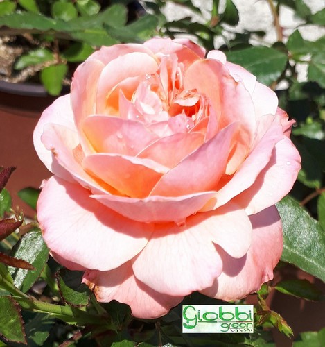Rosa tappezzante botticelli - rosa,