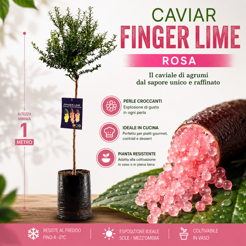 Pianta finger lime caviale - di, lime/caviale
