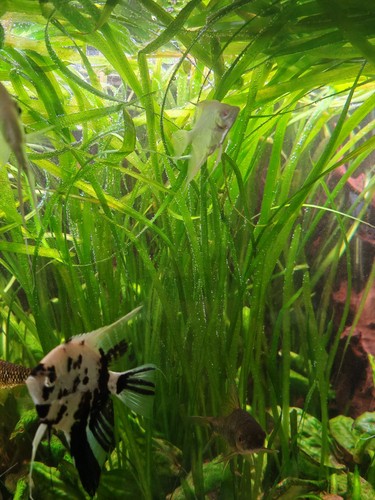 Vallisneria spiralis - vallisneria,