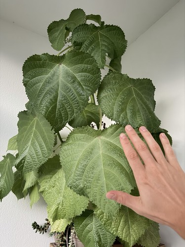 Semi freschi dendrocnide - di,
