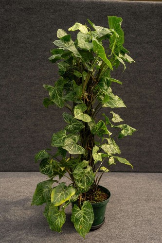 Syngonium podophyllum batik - syngonium,