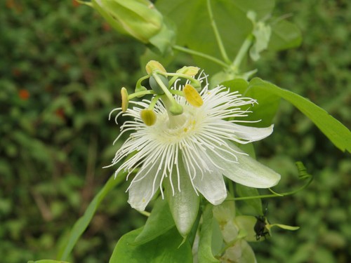 Passiflora subpeltata white - passiflora,
