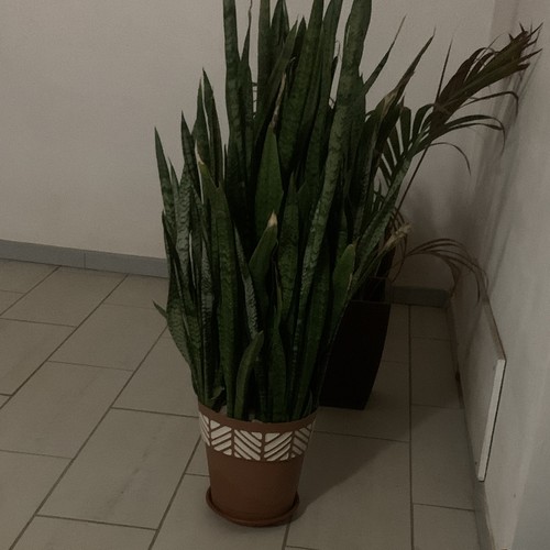 Sansevieria pianta interno - da,