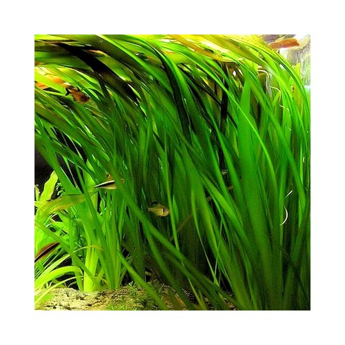 Vallisneria gigantea circa - 1, x