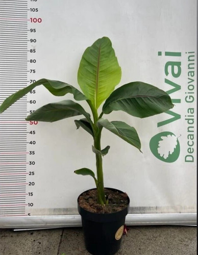 Musa basjoo pianta di - basjoo',