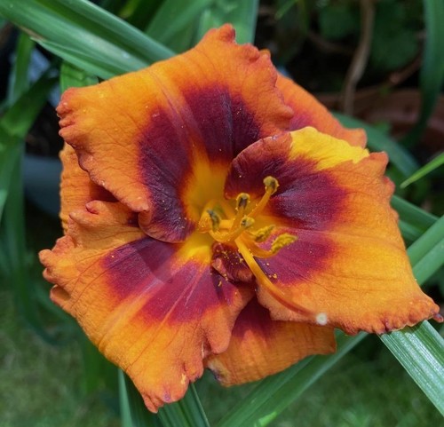 Hemerocallis daylily