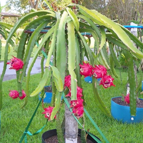 Talea pitaya pithaya - pitaya,