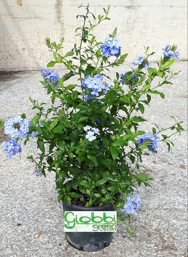 Plumbago capensis auricolata - plumbago, o