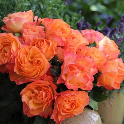 Rosa tappezzante message - tappezzante,