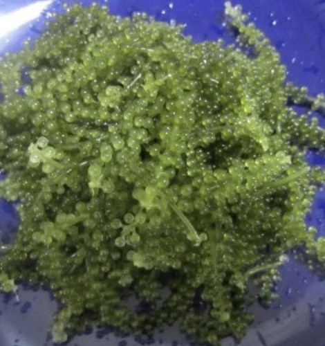 Macroalghe per acquario
