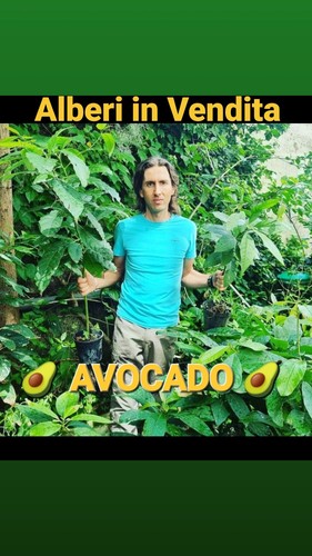 Alberi avocado naturali - 4,