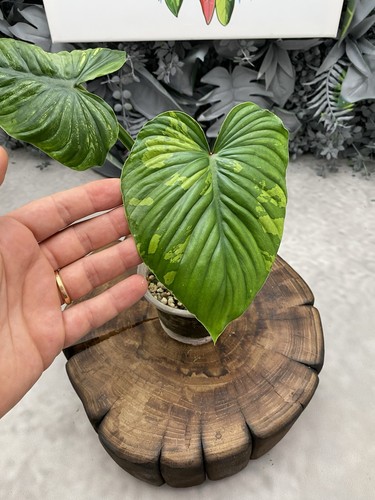 Philodendron plowmanii - philodendron,
