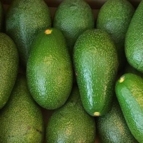 Pianta frutto tropicale - pianta, da