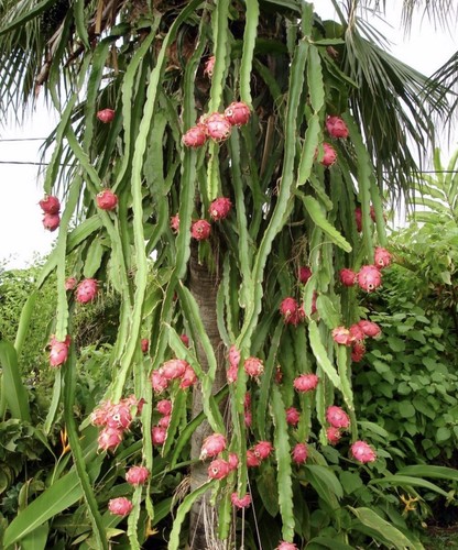 Pianta pitaya rossa - 1,
