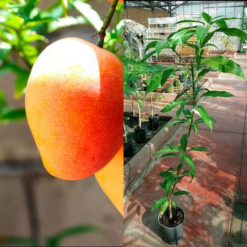 Pianta mangifera indica - pianta,