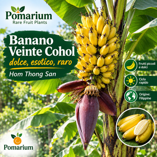 Banano veinte cohol - banano,