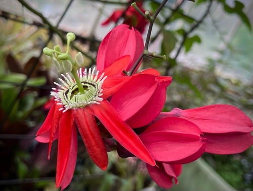 Passiflora princeps semi - princeps,,