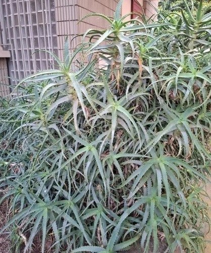 Talea aloe arborescens pianta - aloe,