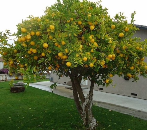 Pianta limone stagioni - pianta, di