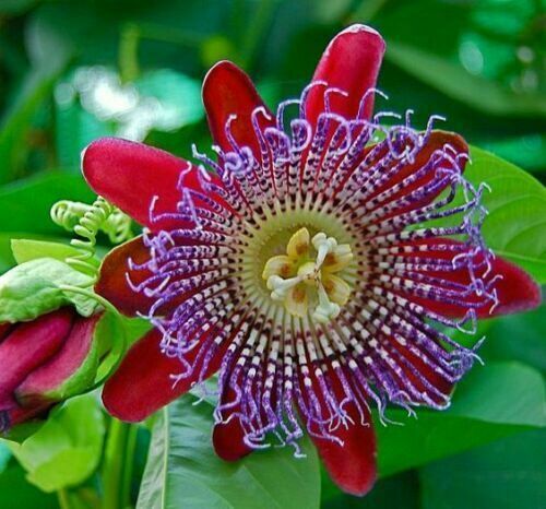 Passiflora quadrangularis 10 - quadrangularis,,