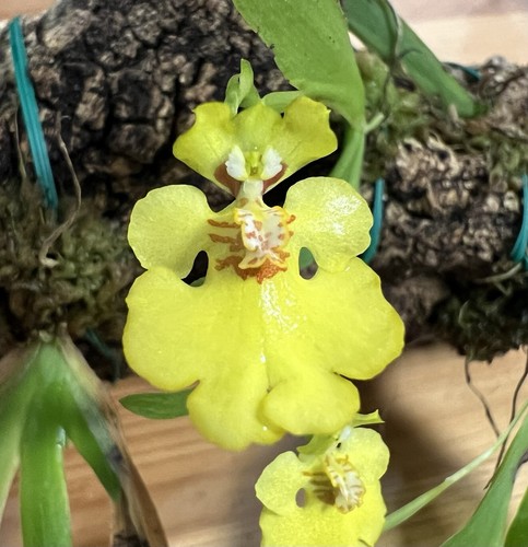 Orchidea erycina pusilla - orchidea,