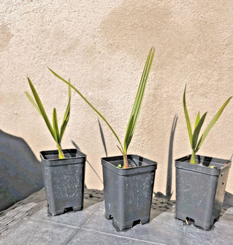 Butia odorata palma - odorata, gelatinosa