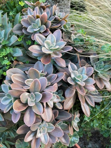 Echeveria metallica - echeveria, (echeveria