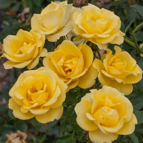 Rosa tappezzante rayon - rosa, de