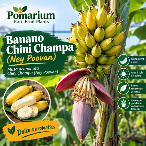 Banano chini champa - banano,