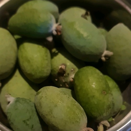 Feijoa acca sellowiana guaiava - sellowiana,