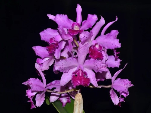 Cattleya virgin guadalupe - de,