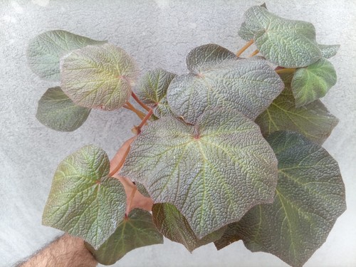 Pianta begonia art - pianta, hodes