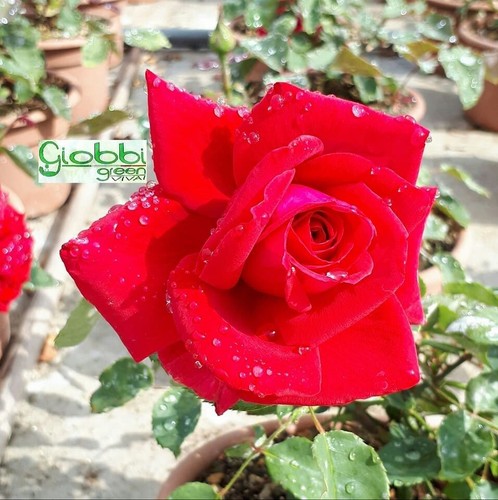 Rosa grandi fiori botero - grandi, "botero"