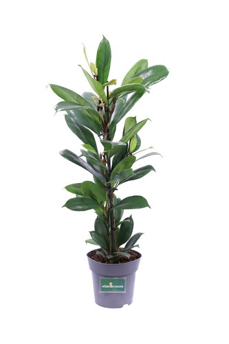 Pianta vera ficus - vera,