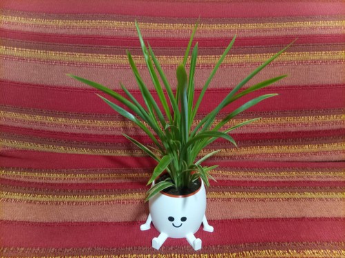 Collezione baby plants vaso - plants, +