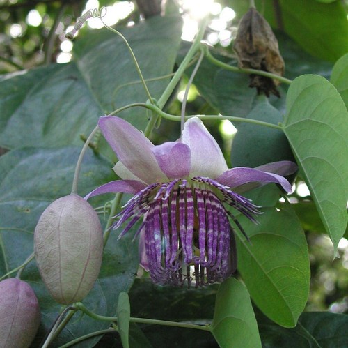 Passiflora seemannii semi - passiflora, seemannii,