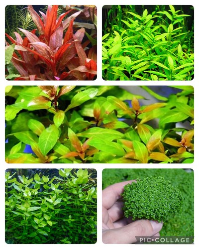 Piante pianta lotto - ,