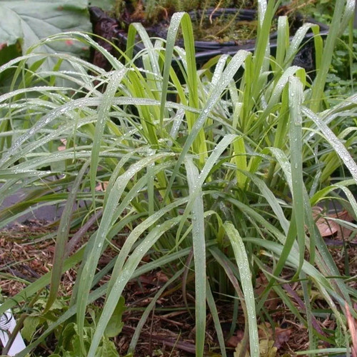 Lemongrass citronella - lemongrass,