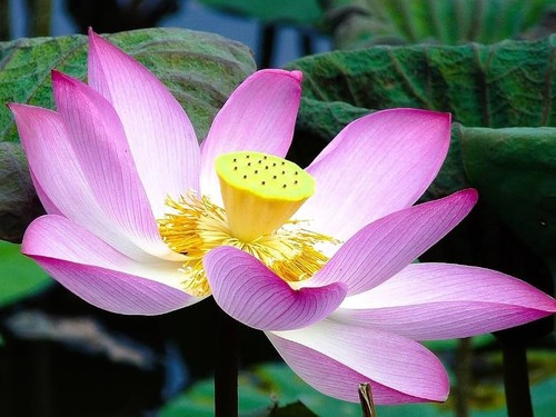 Semi loto nelumbo - 20,
