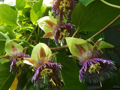 Passiflora maliformis semi - passiflora, maliformis,