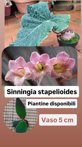 Sinningia stapelioides - sinningia,
