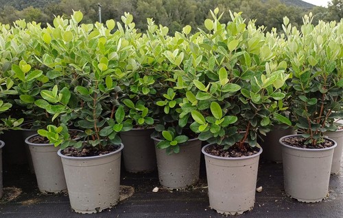Feijoa acca sellowiana - feijoa, guayabo