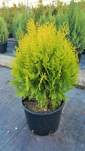 Thuja orientalis compacta - orientalis,